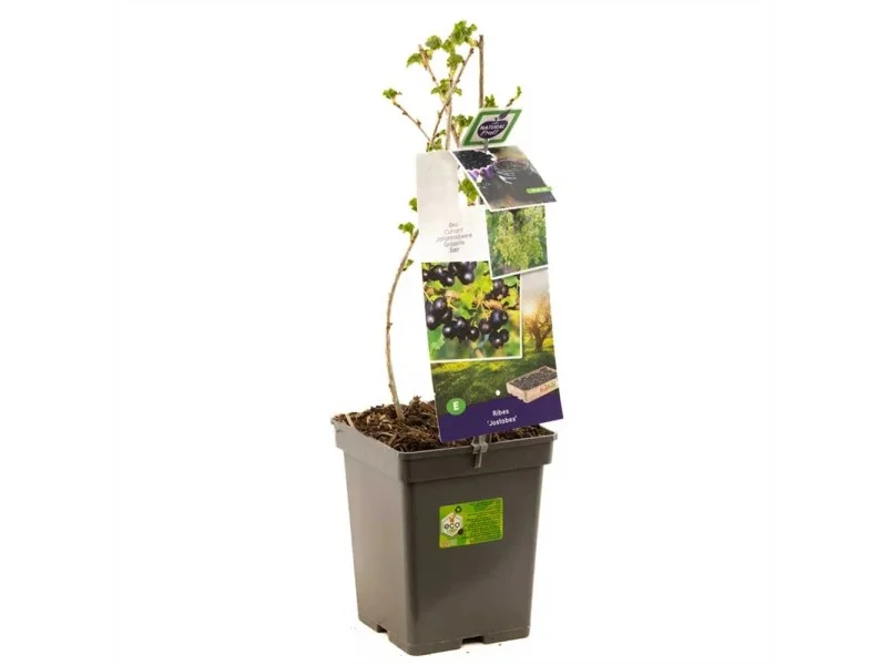 obi2-1139646
